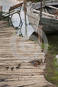 Old, Abandoned fishing boat on the docs with ducklings