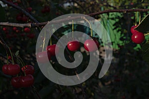 In an old abandoned garden, a wide green tree grows with red berries of a cherry on gray thin branches