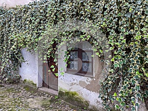 Old, abandoned house covered in overgrown ivy. Nature reclaiming building.