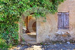 Old abandoned house and green bush leaves.