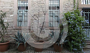 Stone wall, vine plant, door window bars. Tracheophyta agave americana in flowerpots in the street. photo