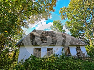 Old abandoned hut in the woods. Tall green trees, old roof, wooden doors and windows