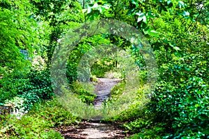 Old abandoned path being eaten by nature-nature vs city