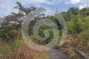 Old abandoned paved walking path in park