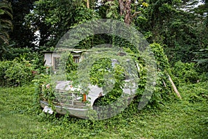 Old abandoned rusty car in green tropical jungle forest.