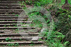 Old abandoned stairway in the park will be going green alive,Highly humid in tropical climate
