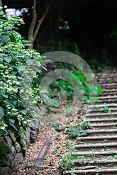 Old abandoned stairway in the park will be going green alive,Highly humid in tropical climate