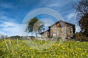 Old abandoned stone house on a green hill full of yellow daisies