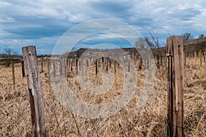 Old abandoned vineyard with dry grass and wooden pillars