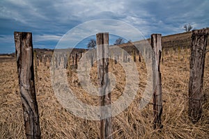 Old abandoned vineyard with dry grass and wooden pillars