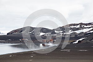 Old abandoned whaler`s station and hut, whaler`s bay, deception island, antarctica