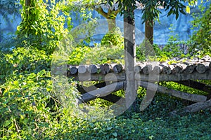 Old abandoned wooden bridge in the forest green vines covered