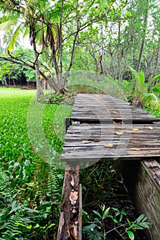 Old abandoned wooden bridge in the tropical forest in Hawaii Big Island