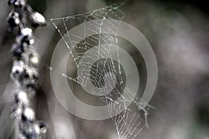 Old abandons web strung between 2 old stems that have dropped there seeds