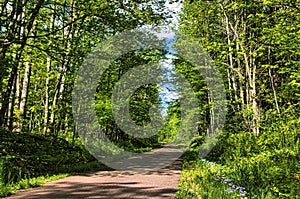 Old Abe recreational trail on a late-Spring day surrounded by green forestland and flowering grassland.