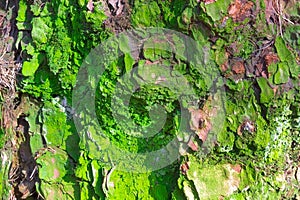 Old abrasive bark of pine with green moss, forest wooden texture. Winter, autumn, summer or spring time in the park.