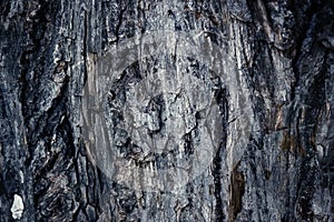 Old abrasive colored bark of pine, forest wooden texture. Winter, autumn, summer or spring,