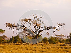 Old acacia tree