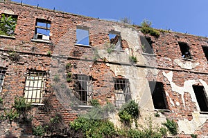 Old adandoned ruin building brick wall with trees grown on the stone wall