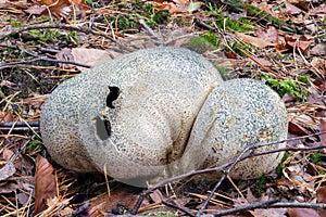 old adult common earthball mushrooms on the forest floor