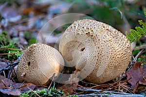 old adult common earthball mushrooms on the forest floor