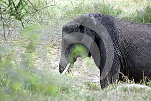 Old adult elephant