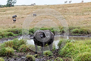 Old Affrican Buffalo