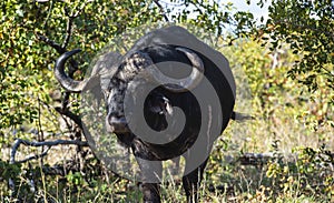 Old African buffalo or Cape buffalo Syncerus caffer,