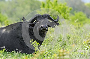 Old african buffalo Selous