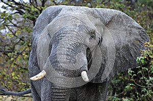 Old African Elephant