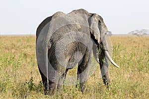 Old african elephant