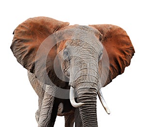 Old african elephant