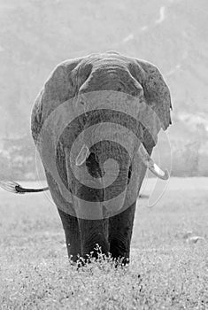 Old african elephant in black and white