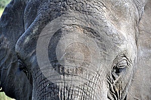 Old African Elephant Bull Facial Close Up