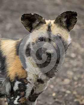 Old African Wild Dog close up portrait