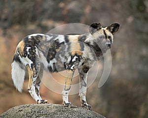 Old African Wild Dog standing on rock