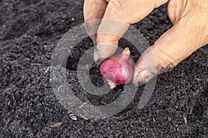 Old age woman hand planting seed shallot in potting soils