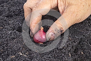 Old age woman hand planting seed shallot in potting soils