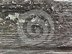 Old aged dirty concrete wall with green moss