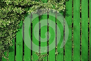 An old aged green-painted bright fence, twined with branches of a plant with striped leaves.