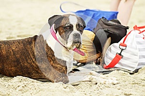 Old aged healthy pet Boxer breed dog sitting on white sand beach Gold Coast Australia