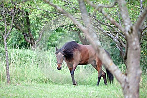 old aged horse with grey hair in face