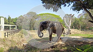 Old Aged Injured African Elephant Eating Dry Grasses On Mysore Zoo 4K, Karnataka, India. Large African Male Elephant Penis