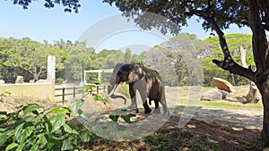 Old Aged Injured African Elephant Eating Dry Grasses On Mysore Zoo 4K, Karnataka, India. Large African Male Elephant Penis