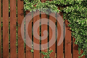 An old aged red-brown-colored fence, entwined with branches of a plant with striped leaves