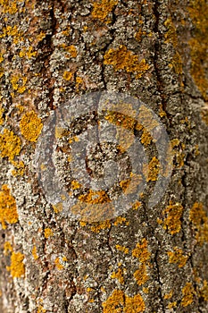 Old and aged tree with patterns and cracks covered in moss