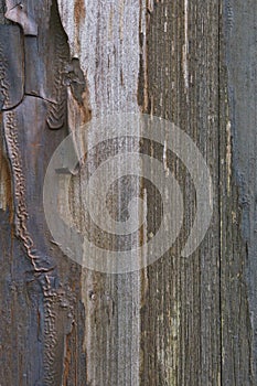 Old aged weathered grunge color-peel wood texture, detailed vertical macro closeup of natural textured grain grungy painted wooden