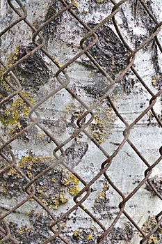 Old aged weathered round rusty chain link tree guard fence, aspen bark texture pattern background, large vertical Populus tremula