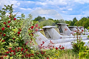 Old aircrafts in elderberry bush, Aero L-29 Delfin Maya czechoslovakian military jet trainer