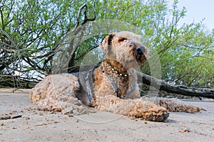 Old Airedale Terrier realaxing in the Shadow on a Beach